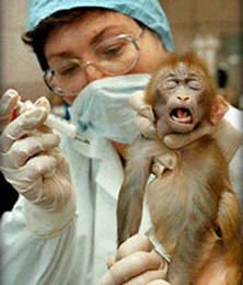baby_monkey_injection.jpg